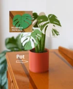 Leafix Monstera Coaster Set With Magnetic Leaves & Pot-1 pc - Image 2